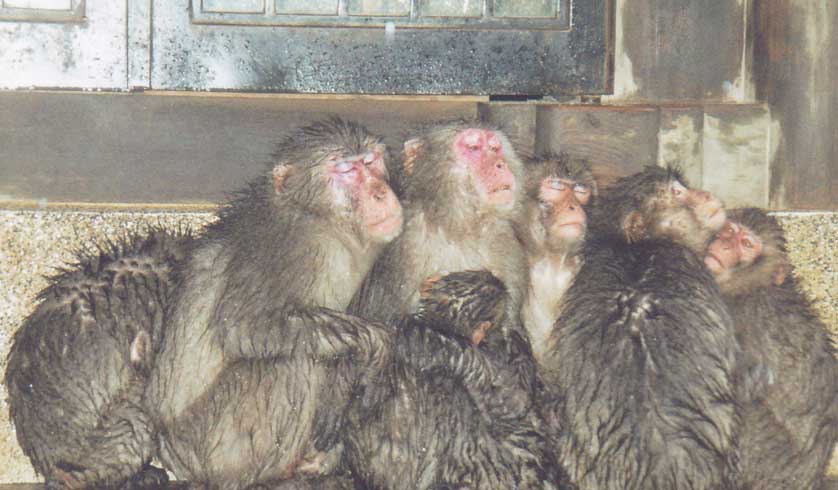 Takasaki Monkey Park, Beppu, Oita Prefecture.