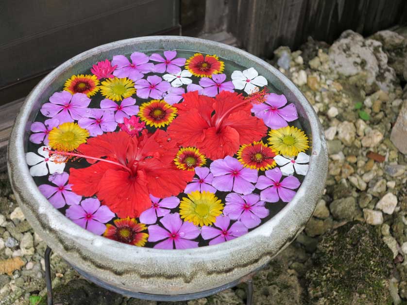 Flowers, Taketomi Island, Okinawa, Yaeyama, Japan.