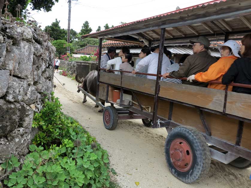Water buffalo cart, Taketomi Island, Okinawa Prefecture, Japan.