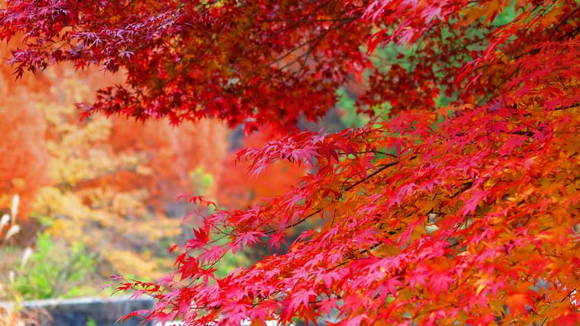 Fall leaves in Tama.