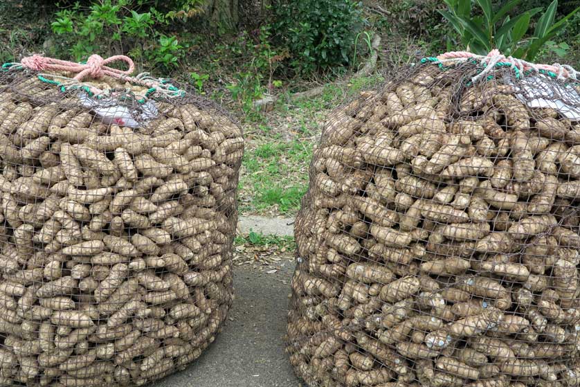 Annou sweet potatoes, Tanegashima, Kagoshima Prefecture.