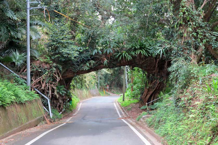 Banyan Arch, Tanegashima, Kagoshima Prefecture.