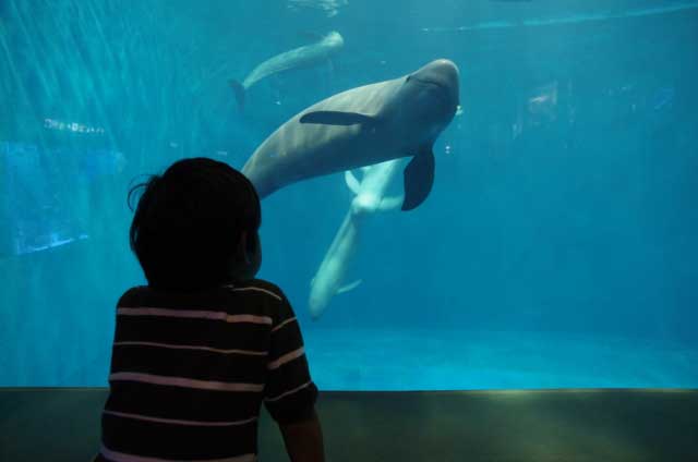 Toba Aquarium, Mie Prefecture.