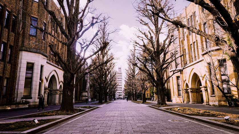 Processed version of Tokyo University I-Jio Tree Avenue in…