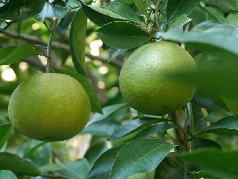 Tempting fruit from the Japanese Garden.