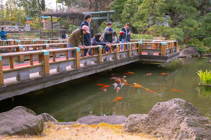 Pond, Togo Jinja Shrine, Harajuku, Tokyo.