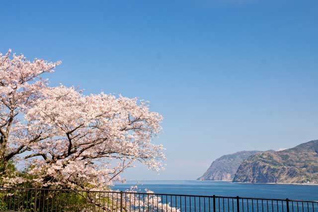 Cherry trees and ocean view, Toi, Shizuoka.