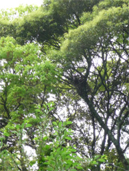 Japanese Crested Ibis nest, Sado Island.