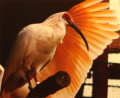 Japanese Crested Ibis.