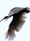 Japanese Crested Ibis.