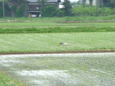 Toki in a rice field.