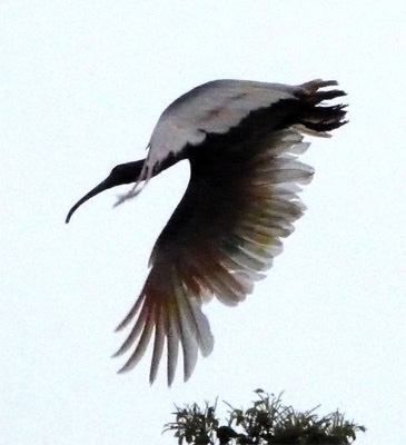 Japanese Crested Ibis in flight.