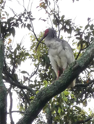 Japanese Crested Ibis.