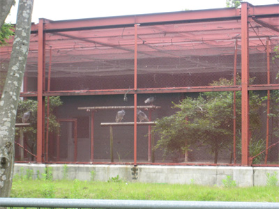 Japanese Crested Ibis Conservation Center.