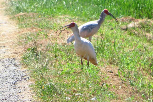 Japanese Crested Ibis.