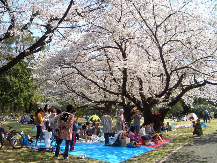 Cherry blossom party in Kokukoen Park, Tokorozawa, Saitama Prefecture, Japan.