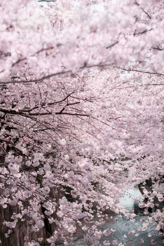 Cherry blossoms on the Meguro River.