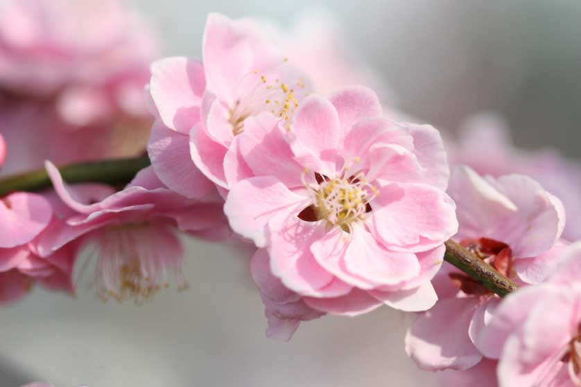 Cherry blossom, Tokyo.