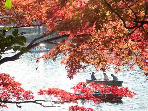 Showa Kinen Koen, western Tokyo, Japan.