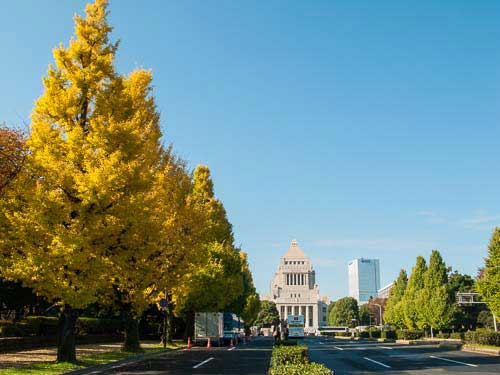 Ginkgo trees, National Diet Building, Tokyo, Japan.