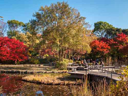 Enjoy the fall colors in Tokyo's many green spaces and parks.