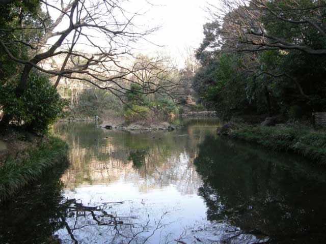 Sanshiro Pond, Tokyo University main campus, Bunkyo ward, Tokyo.