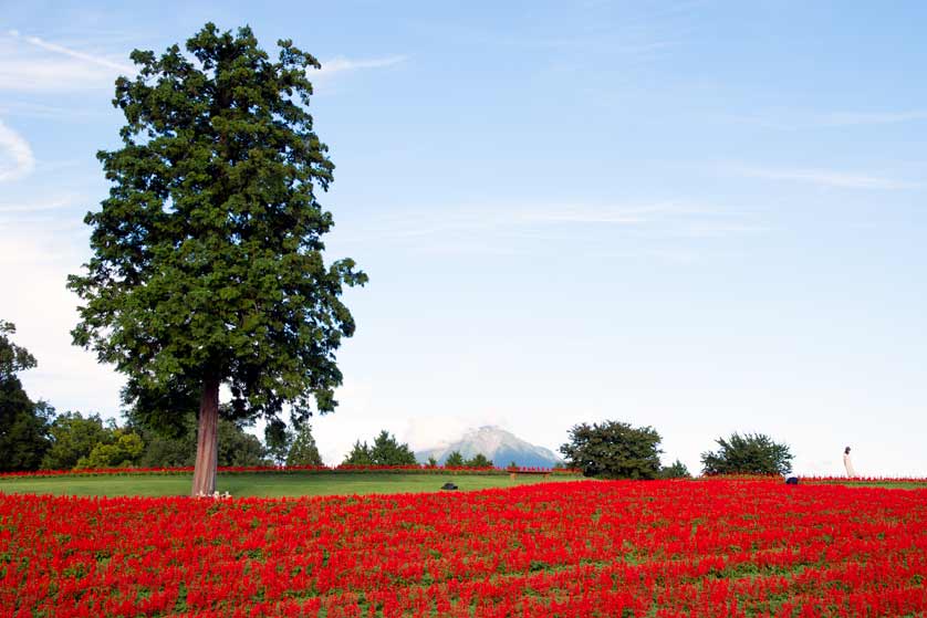 Hana no Oka Flower Hill, Tottori Prefectural Flower Park.