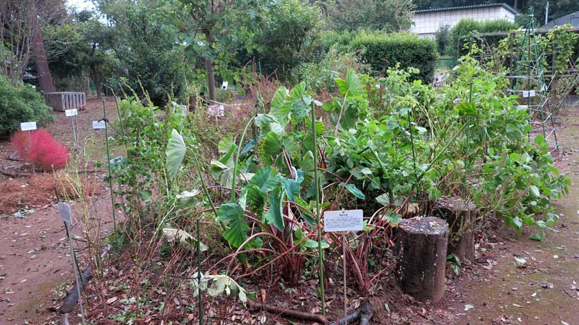 Outdoor vegetable garden, Tsukuba, Ibaraki Prefecture.