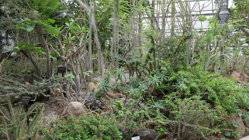 Inside one of the glass houses in the garden.