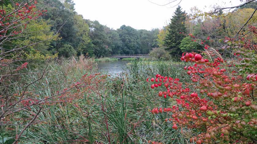 Lake and wetlands area.