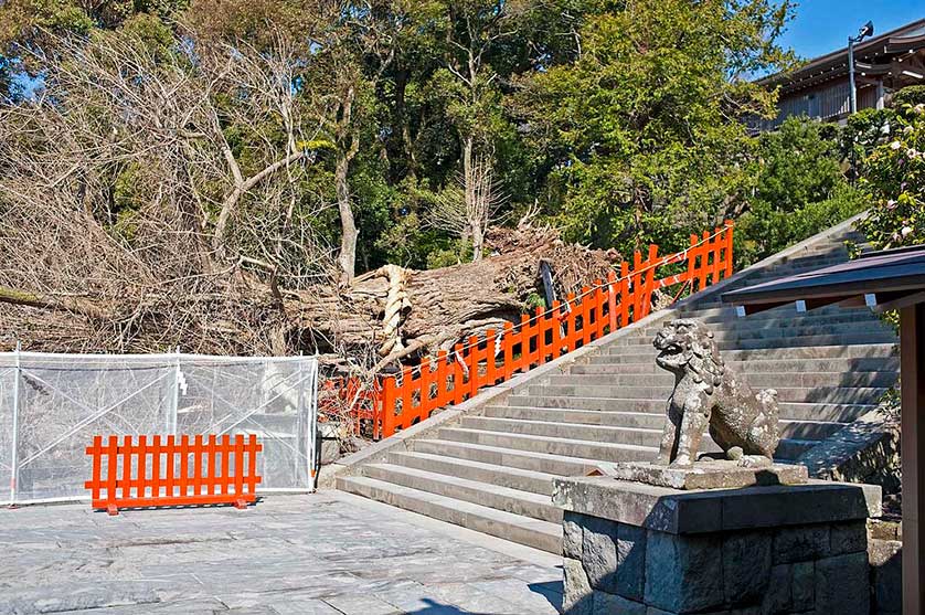 Tsurugaoka Hachimangu Shrine, Kamakura, Japan.