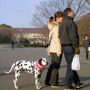 Read more about Ueno Park, Tokyo.