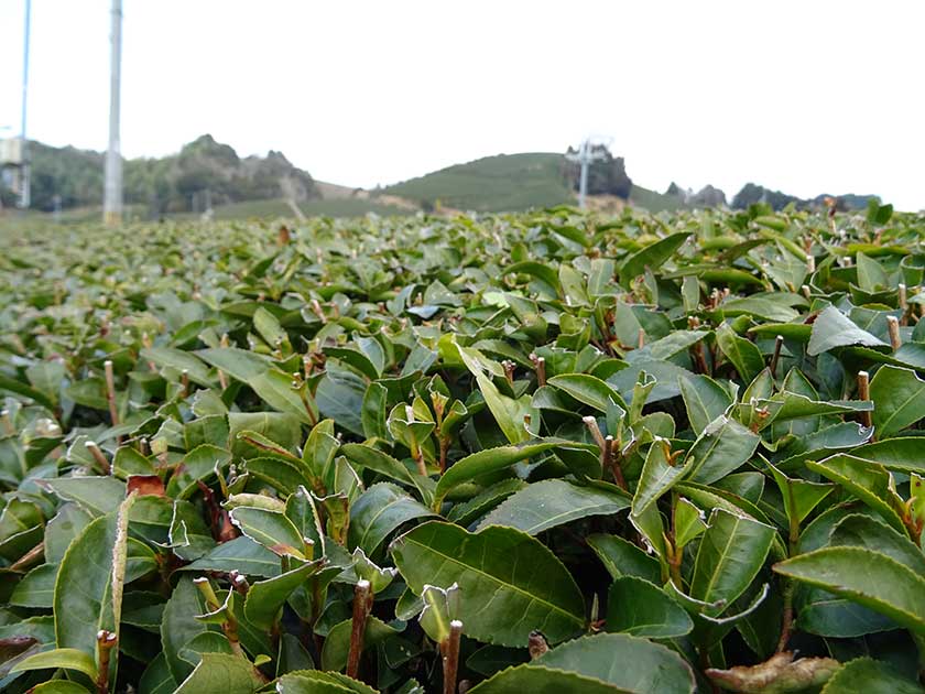 Freshly trimmed tea, Uji, Kyoto Prefecture.