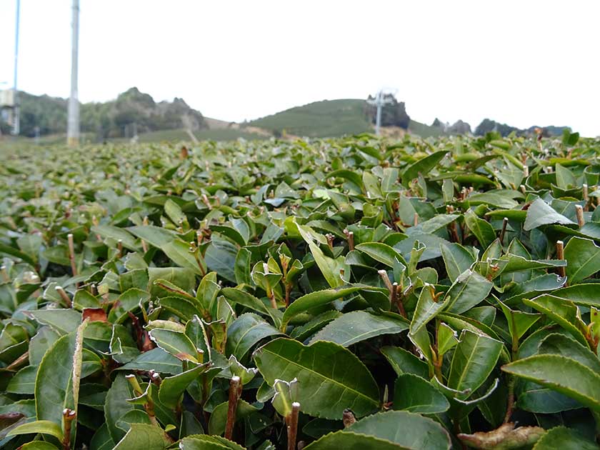 Freshly trimmed tea, Uji, Kyoto Prefecture.