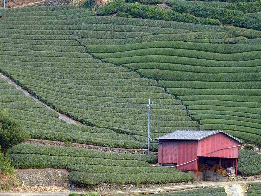 Ishitera tea fields, Uji, Kyoto Prefecture.