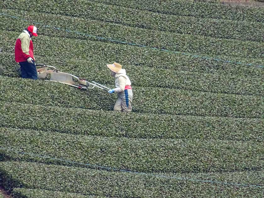 Trimming tea, Uji, Kyoto Prefecture.