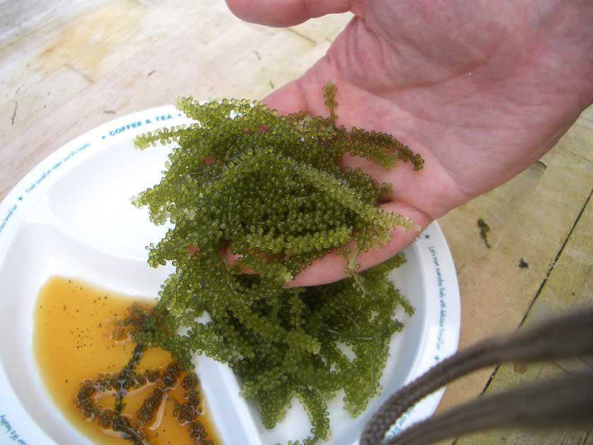 Umibudo sea grapes, Okinawa.