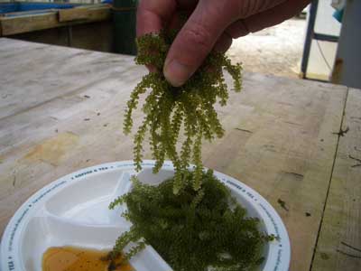 Umibudo sea grapes, Okinawa.