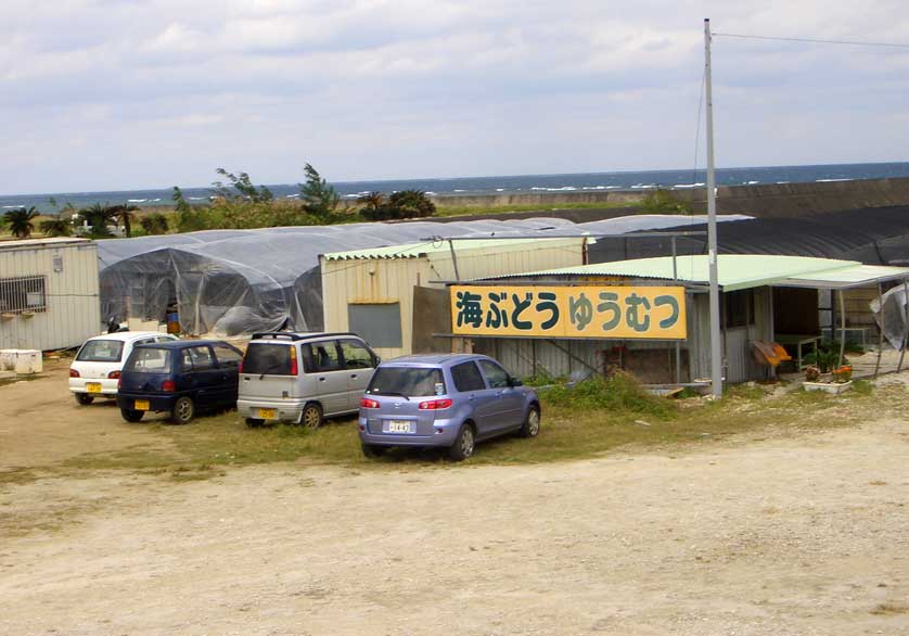 Umibudo Farm, Okinawa, Japan.