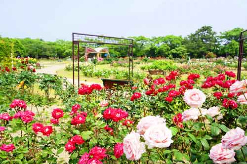 Rose garden in Uminonakamichi Seaside Park, Fukuoka City, Japan.