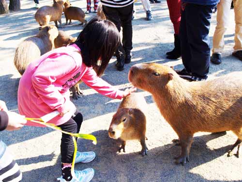 The Animal Petting Farm in Uminonakamichi Seaside Park, Fukuoka City, Japan.