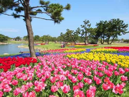 Tulips in Uminonakamichi Seaside Park, Fukuoka City, Japan.