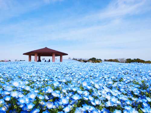 Spring flowers at Uminonaka Seaside Park, Fukuoka City, Fukuoka Prefecture, Japan.