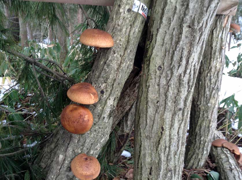 Shiitake mushrooms in Niigata Prefecture.
