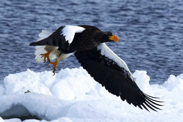 Steller's sea eagle.