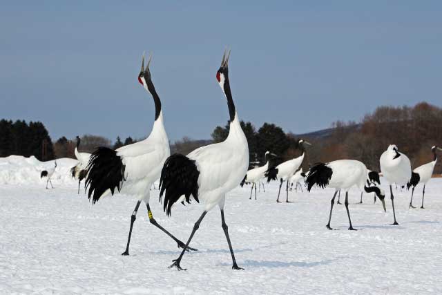 Red-crowned cranes.