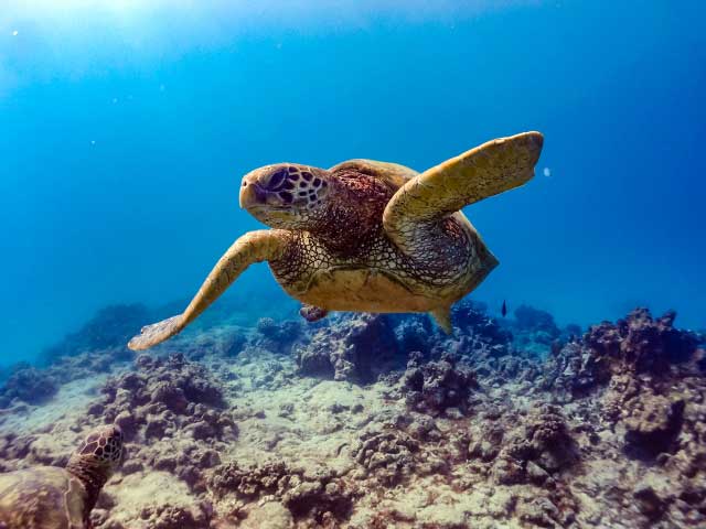 Sea turtle.