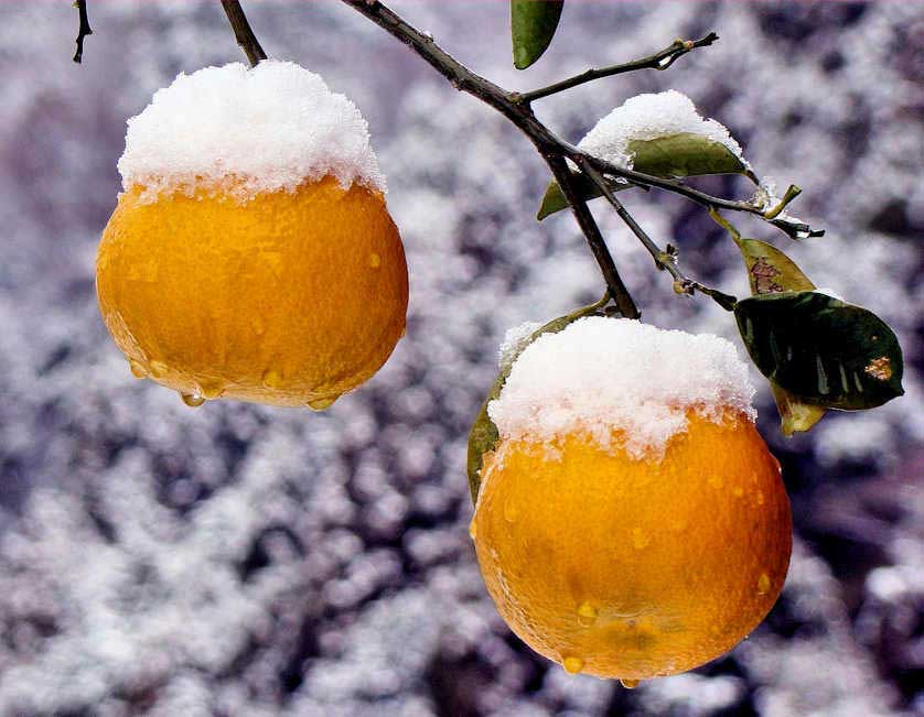 Snow and fruit, December, Shimane, Japan.