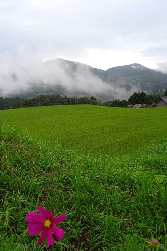 WWOOF rice fields.