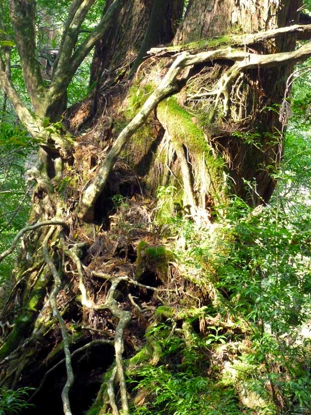 Yakushima Island.